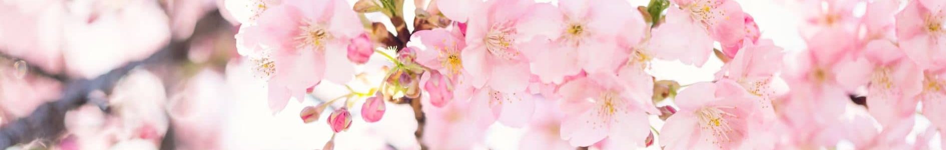 Cerisier en fleur qui évoque la sérénité du salon de thé