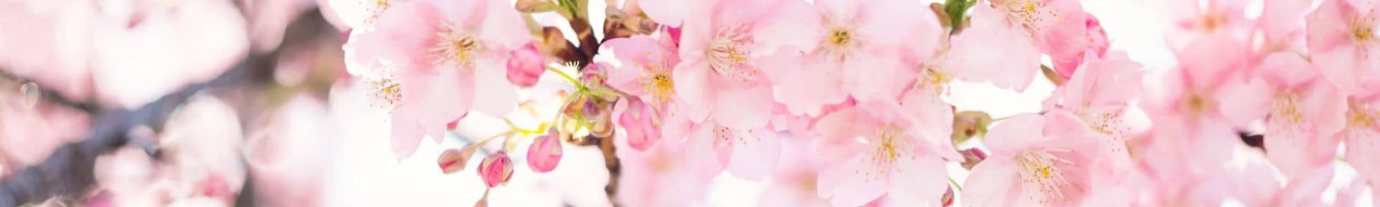 Cerisier en fleur qui évoque la sérénité du salon de thé